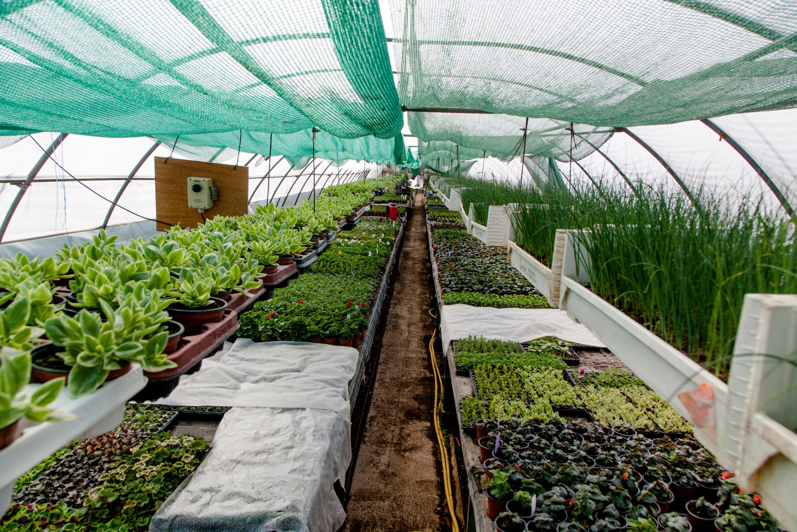 Anzucht Gartenbau Anbau Blumenladen regional Grabfeld Meiningen