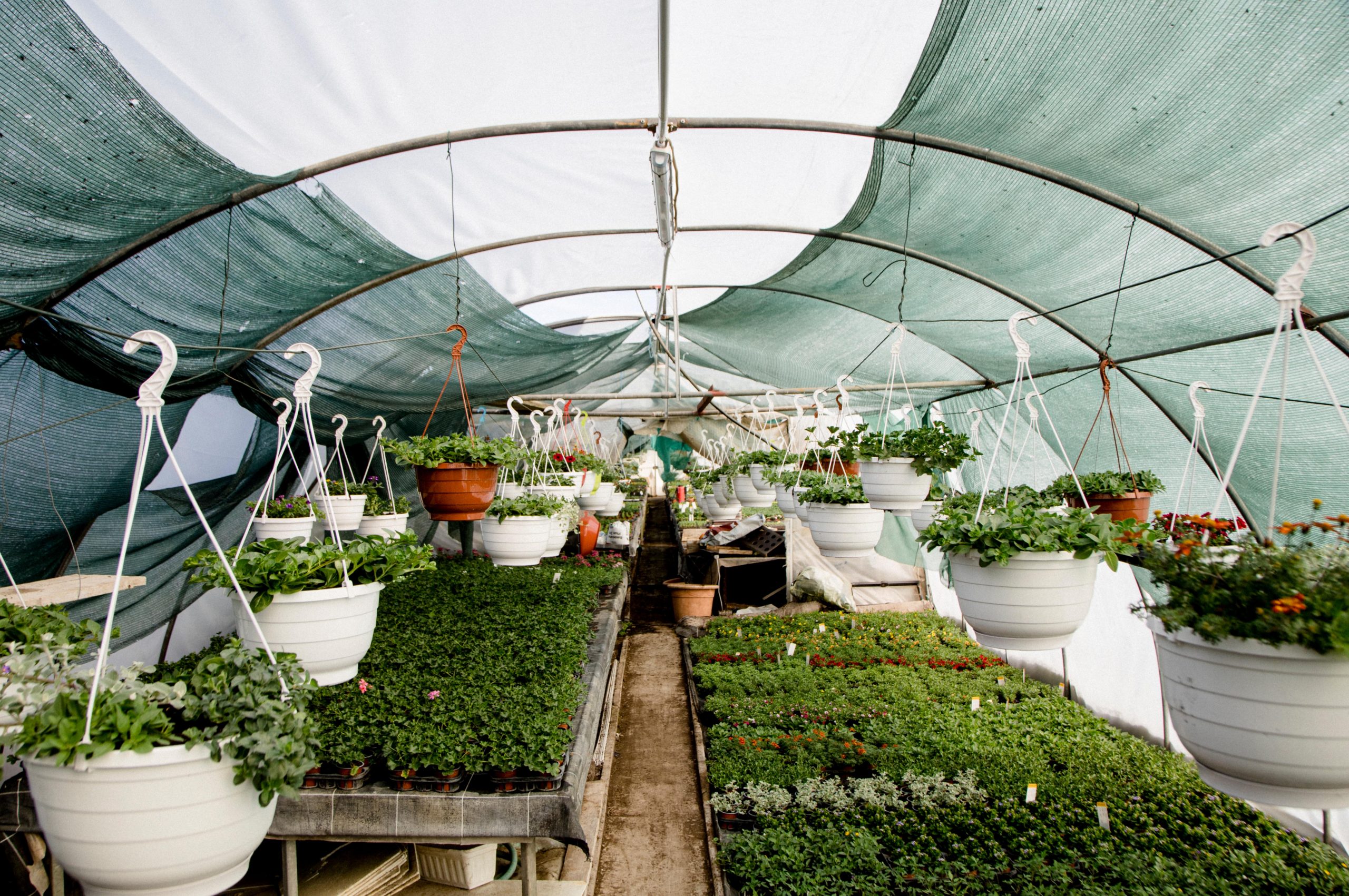 Anzucht Gartenbau Anbau Blumenladen regional Grabfeld Meiningen