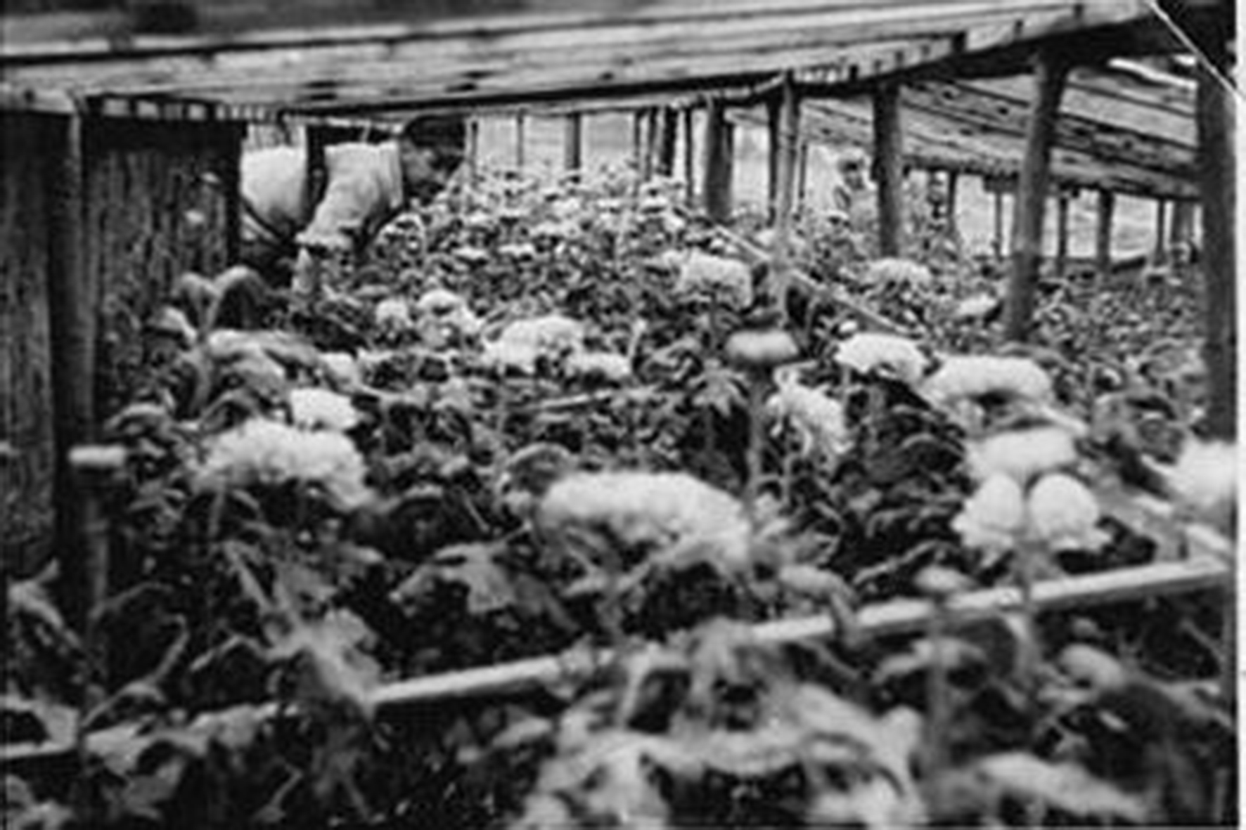 Geschichte Gartenbau Familienbetrieb Hermannsfeld Grabfeld