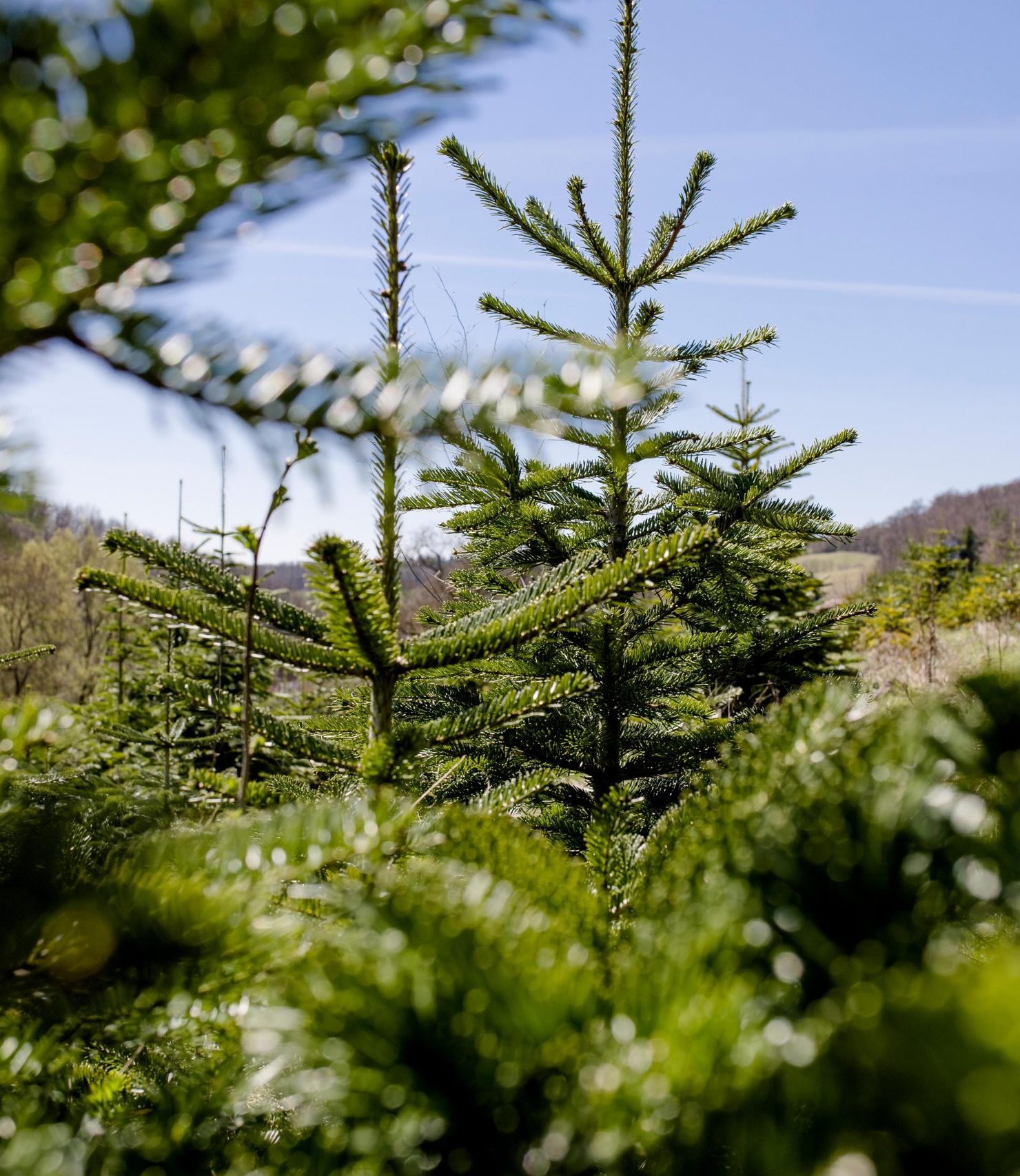 Weihnachtsbaum verkauf Meiningen Grabfeld