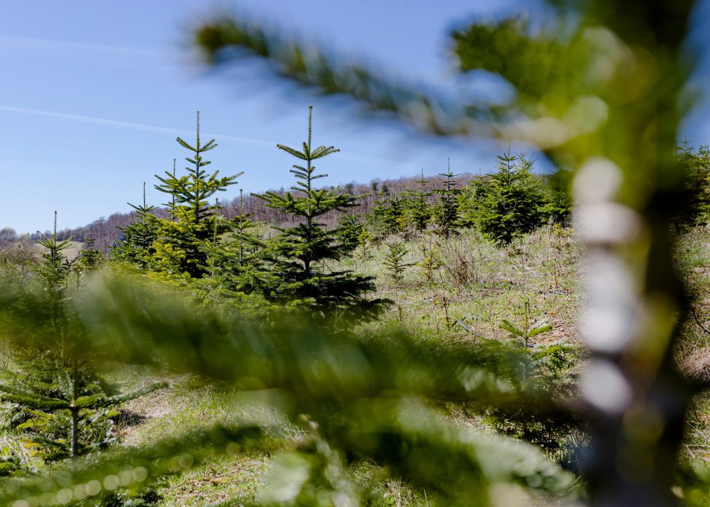 Weihnachten Grabfeld selbst schlagen regional