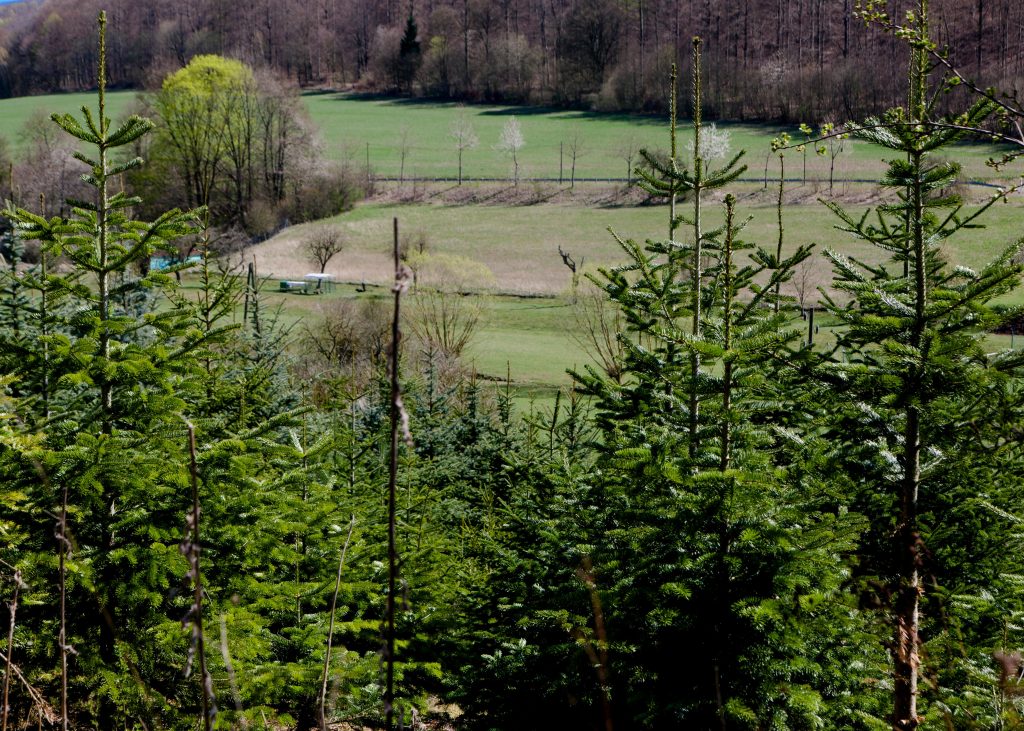 Weihnachtsbaum regional selbst schlagen Meiningen Grabfeld