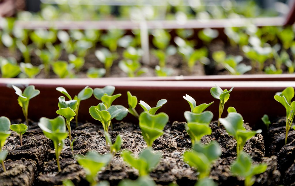 Keimling Gartenbau Biohof Meiningen Hermannsfeld