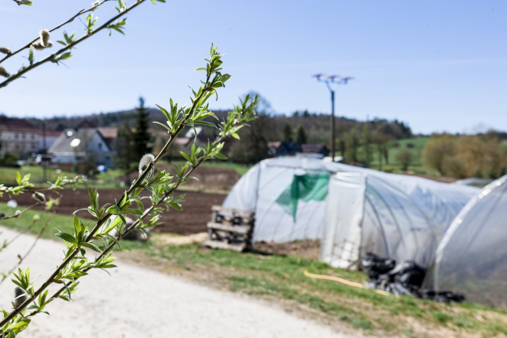 Gartenbau Gemüse Meiningen