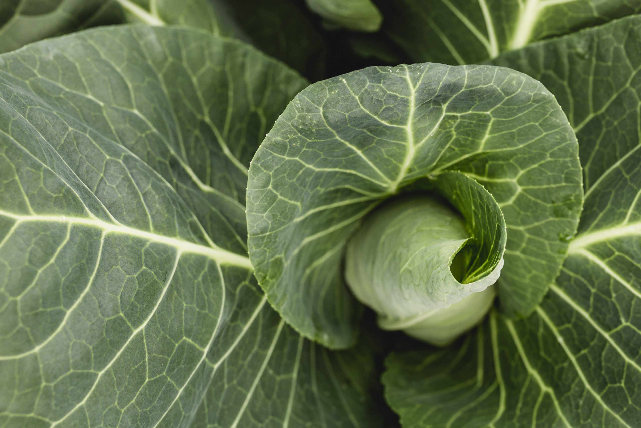 Spitzkohl Gartenbau Bio Gemüse Hofladen Grabfeld