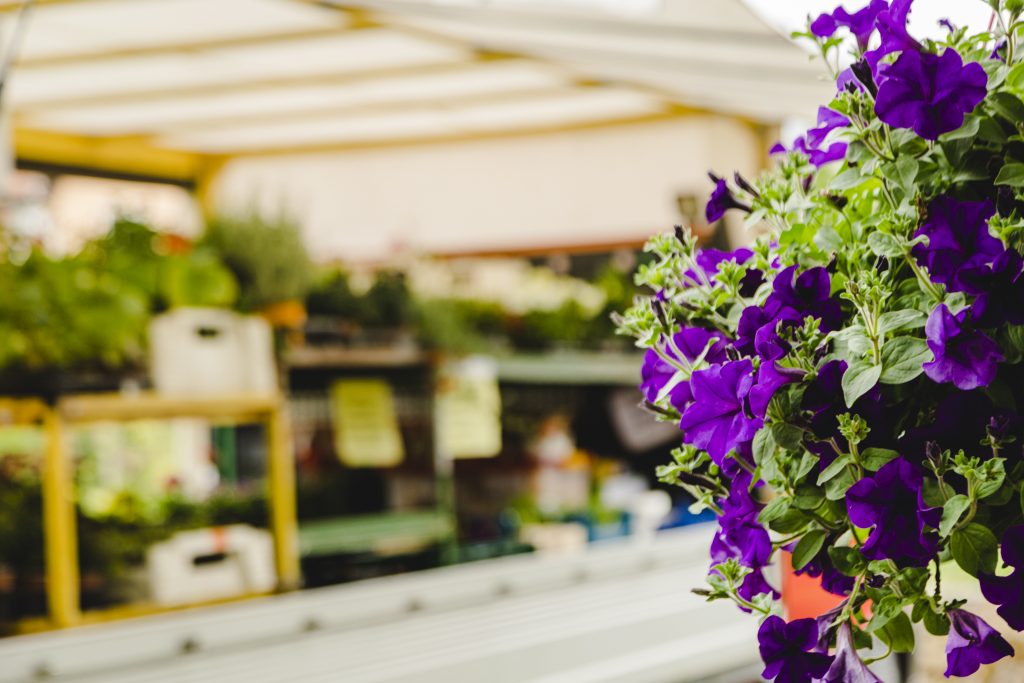 Blumenampel Meiningen Grabfeld Gartenbau