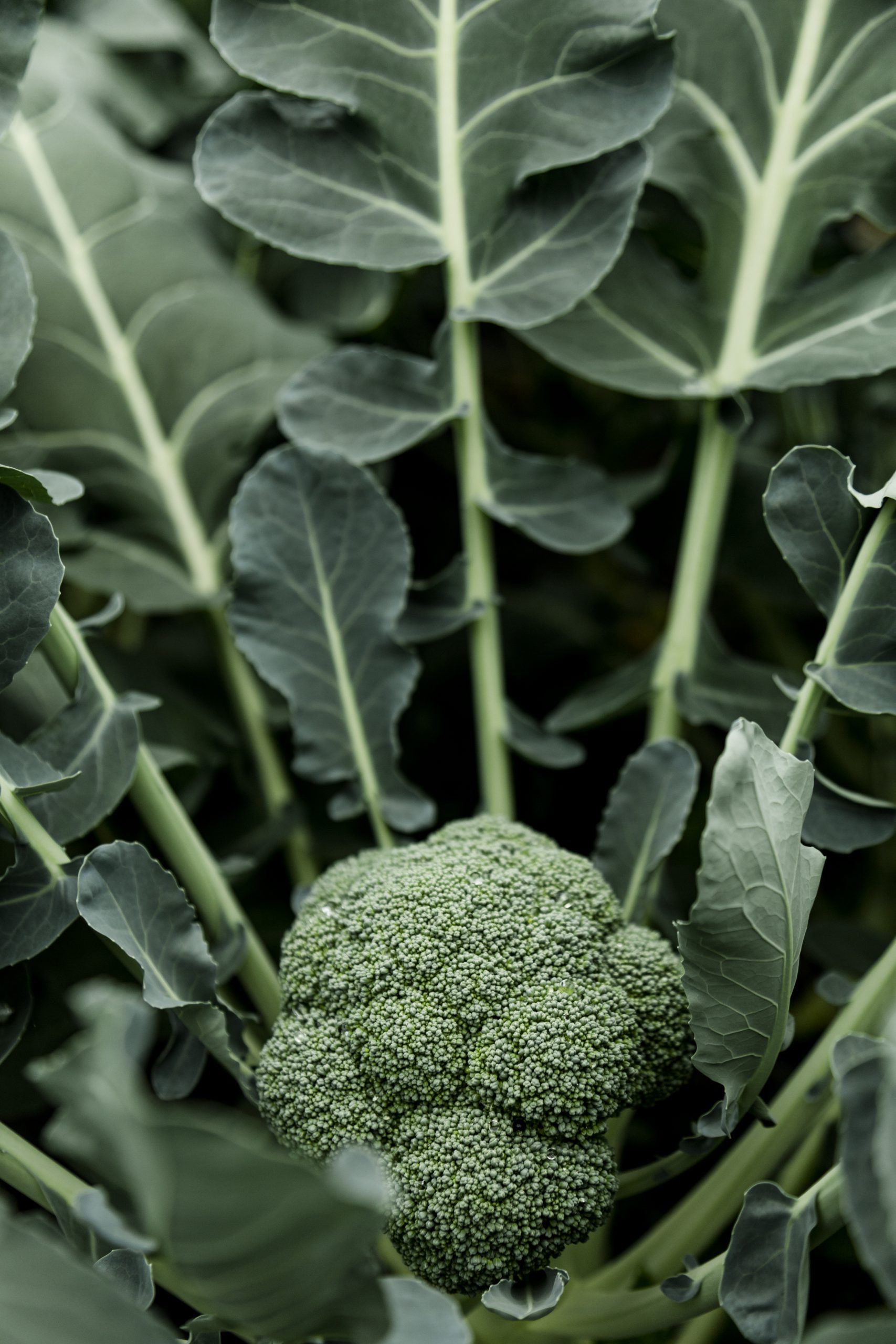 Brokkoli Gartenbau Marktgemüse Meiningen Grabfeld