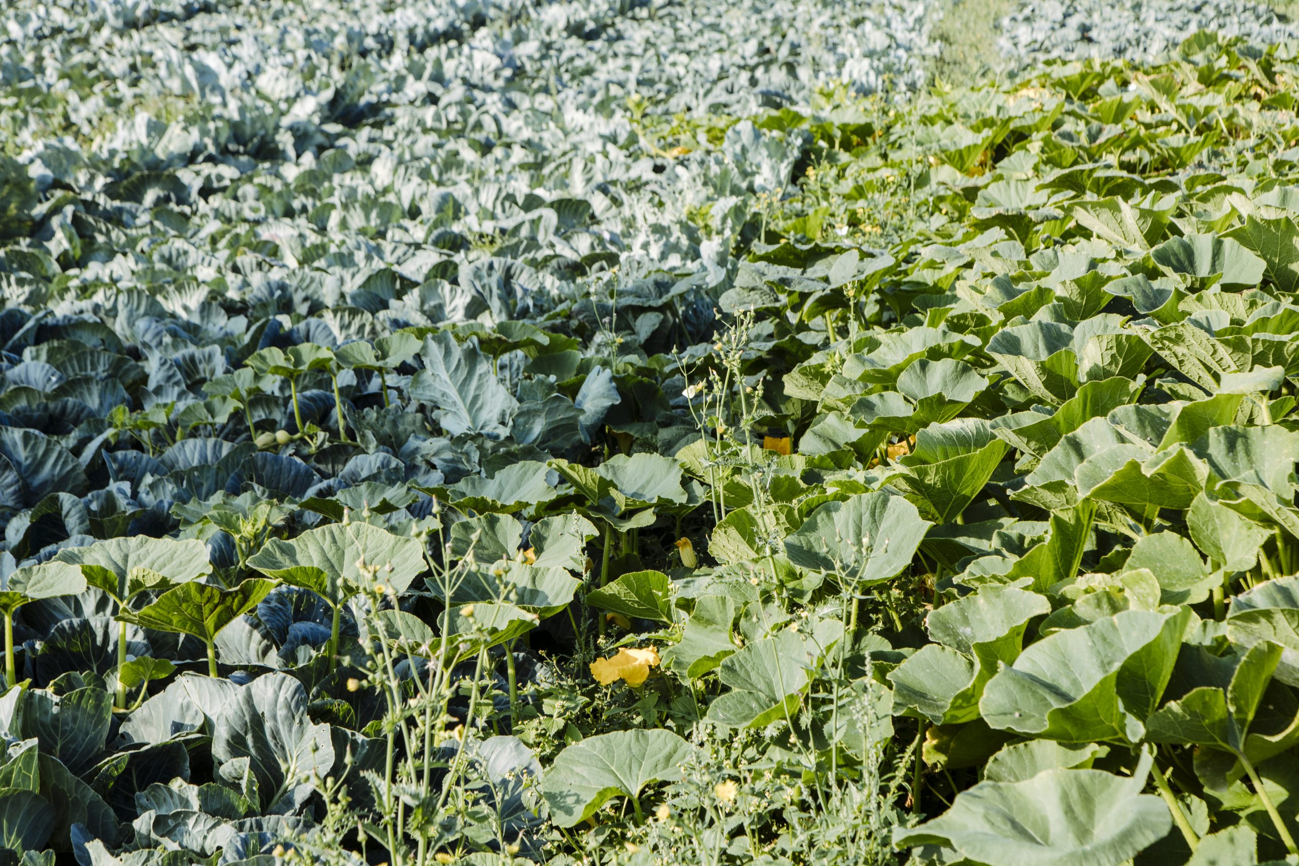 Kohl Gartenbau Bio Gemüse Hofladen Grabfeld