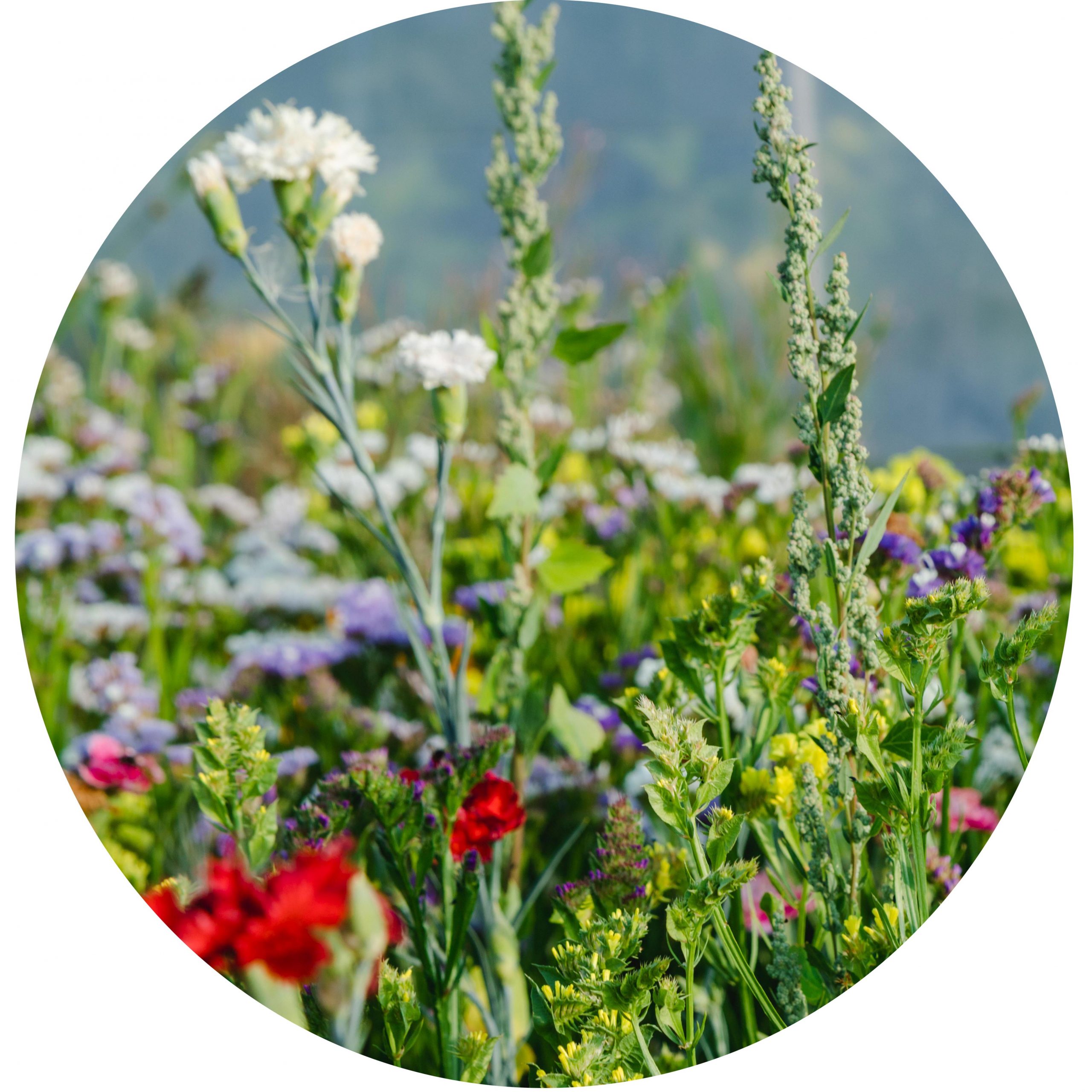 Gartenbau Blumenladen Florist Meiningen Grabfeld
