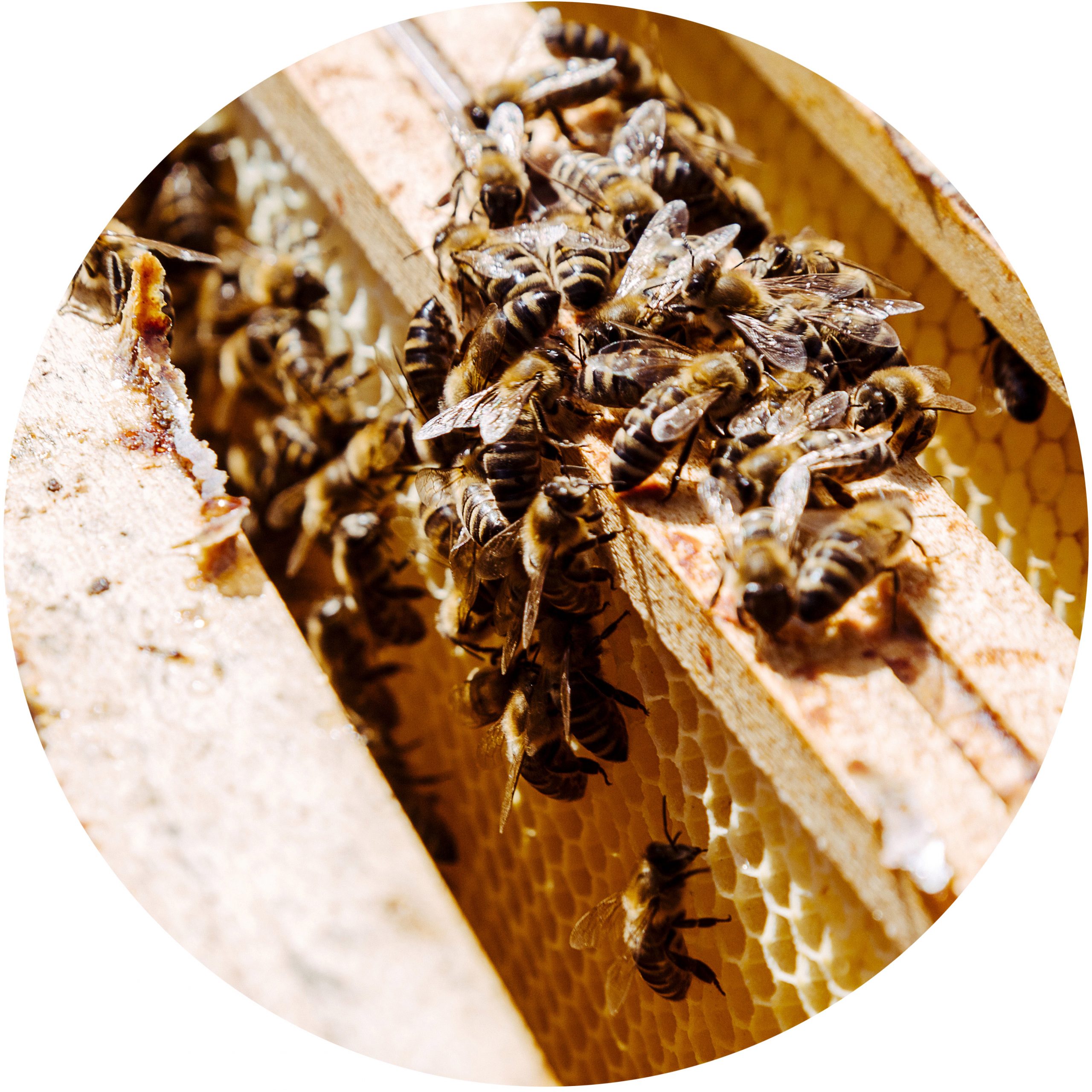 Bienen Imker Honig regional Hermannsfeld Grabfeld