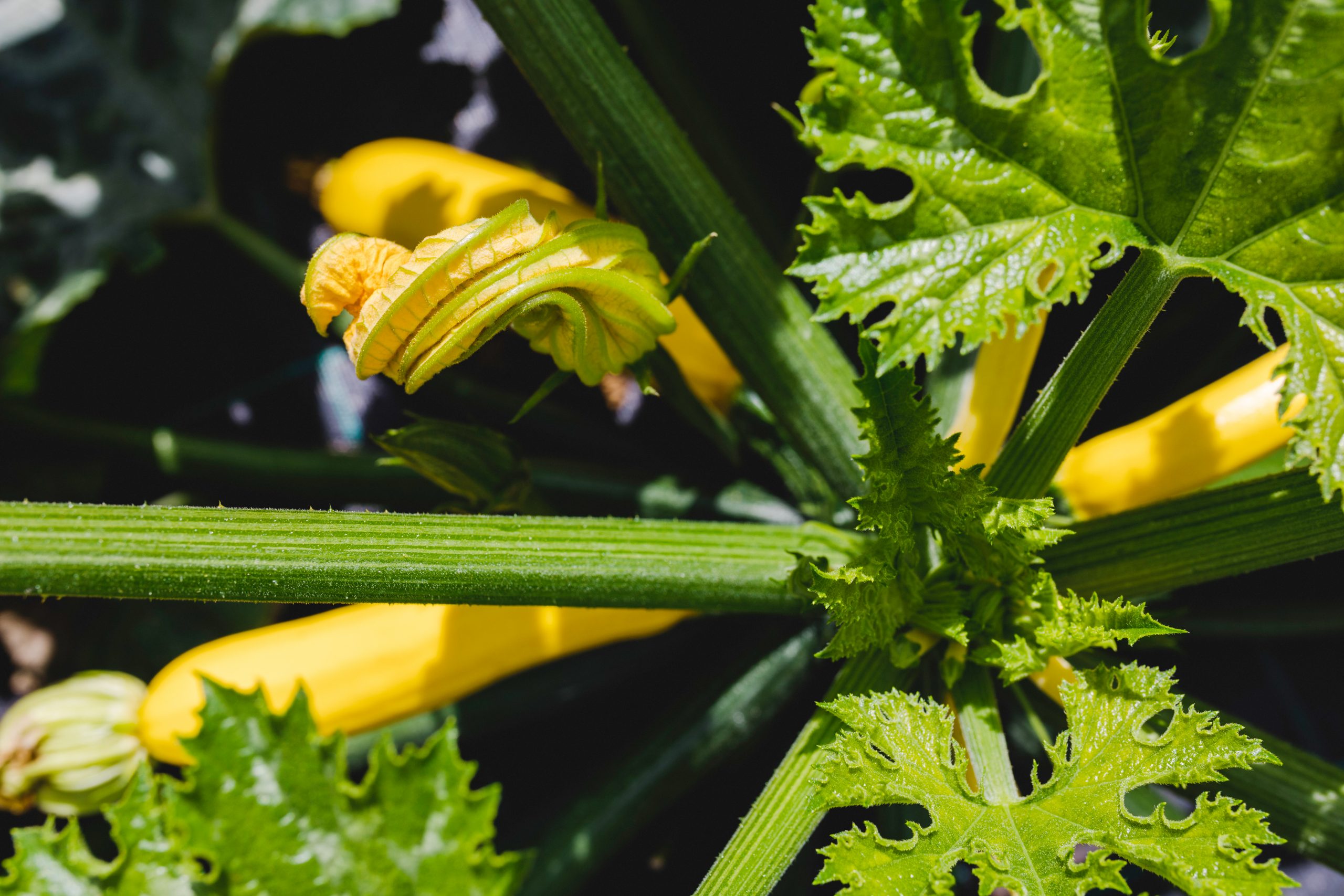 Zucchini Gartenbau Marktgemüse Meiningen Grabfeld