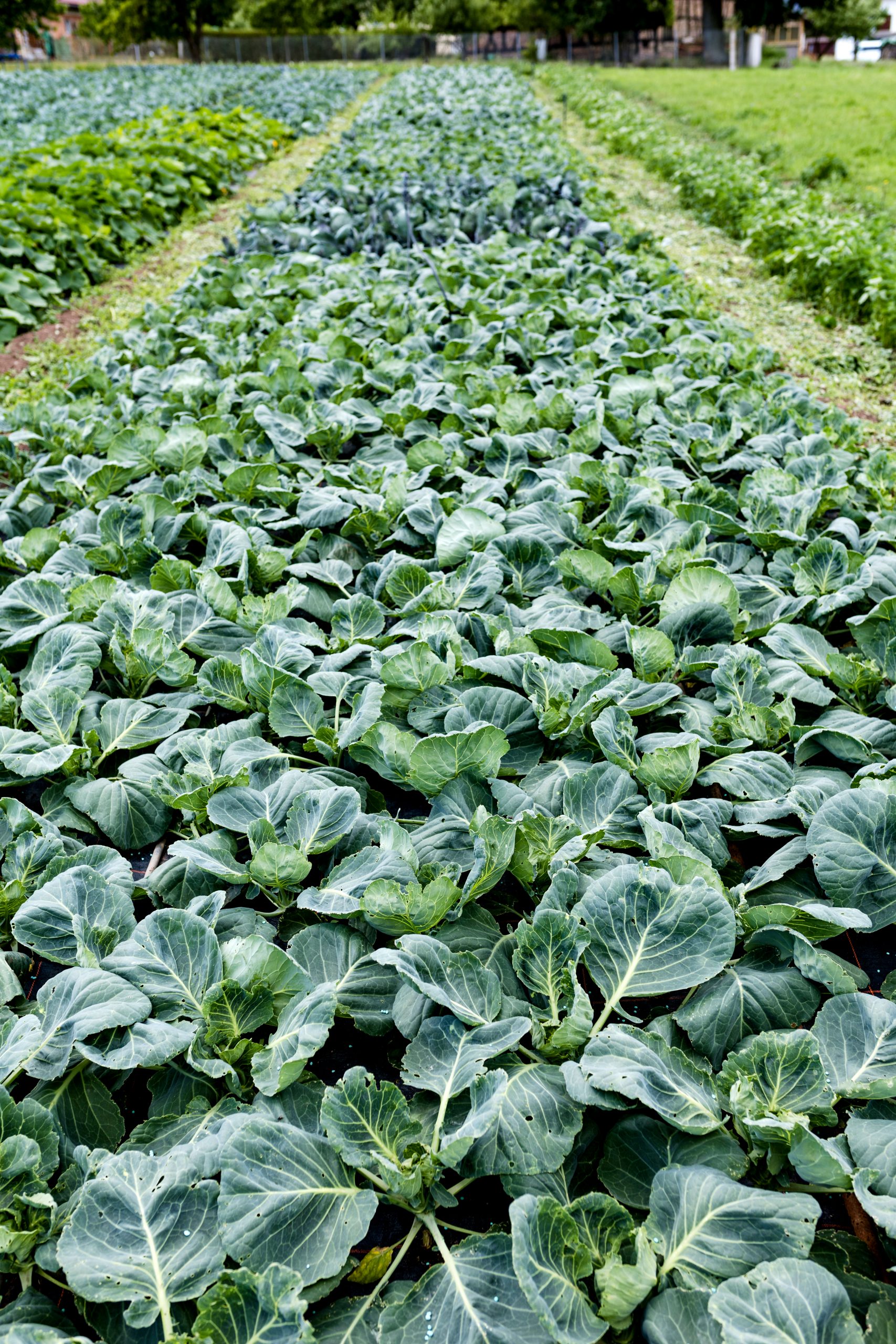 Kohl Gartenbau Bio Gemüse Hofladen Grabfeld