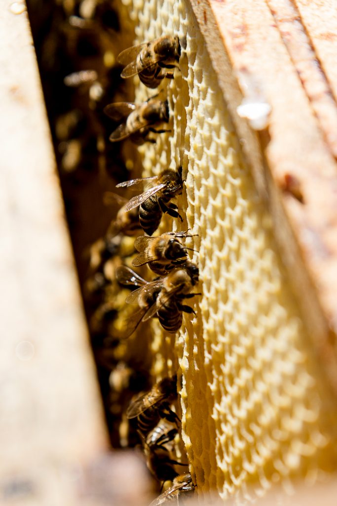 Honig Imker Bio Markt Hofladen Grabfeld