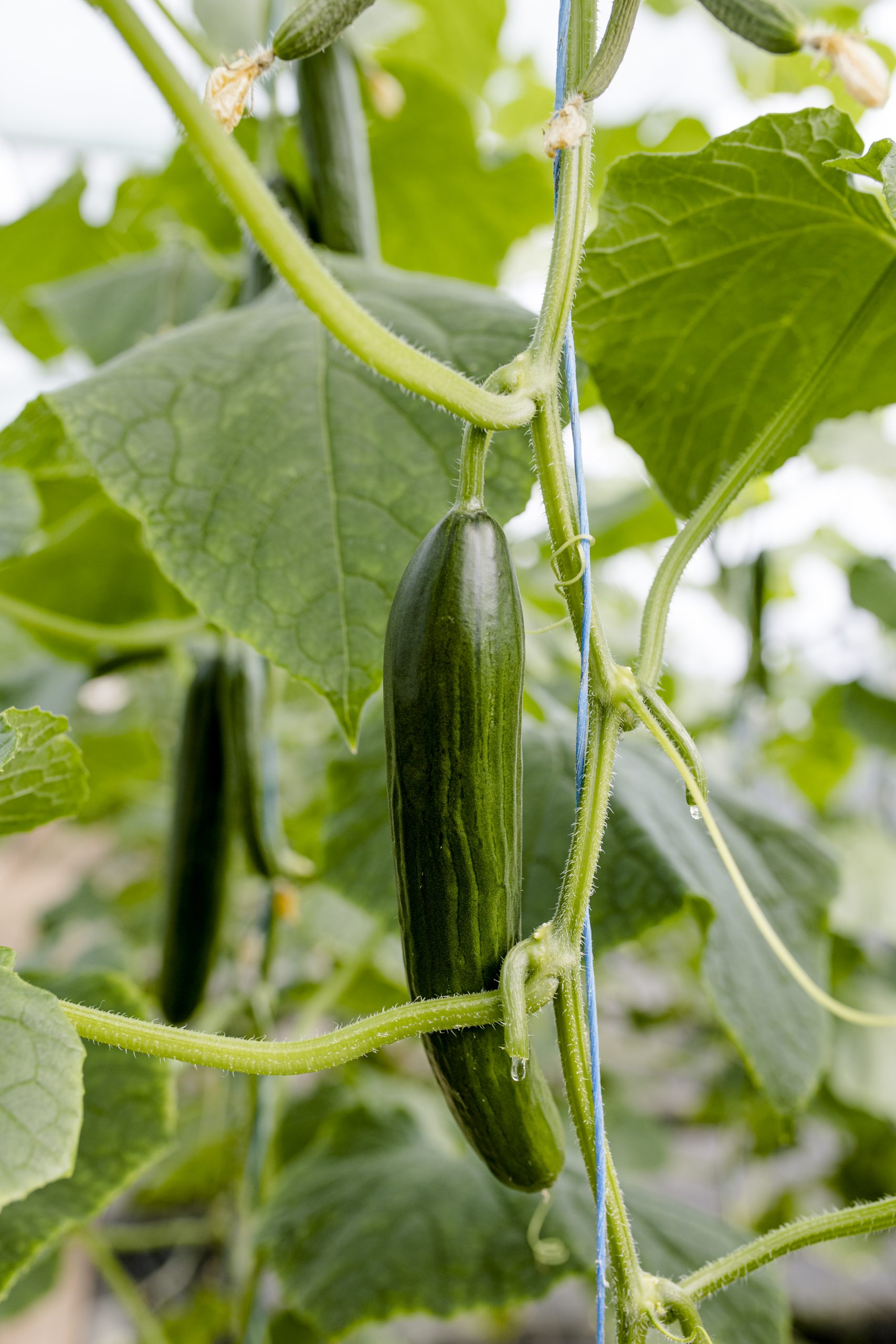 Gurke Gartenbau Marktgemüse Meiningen Grabfeld