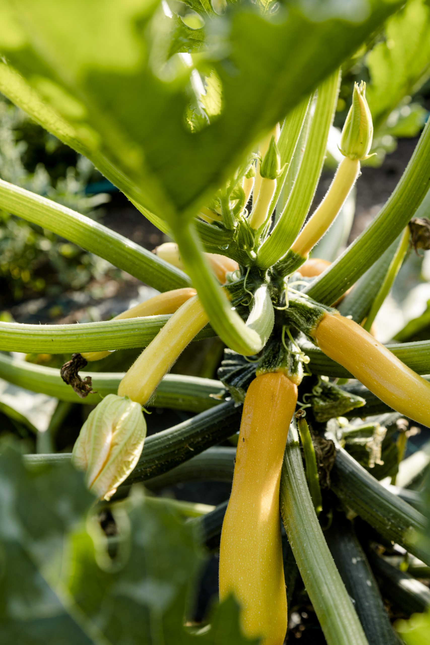 Zucchini Gartenbau Meiningen Marktgemüse