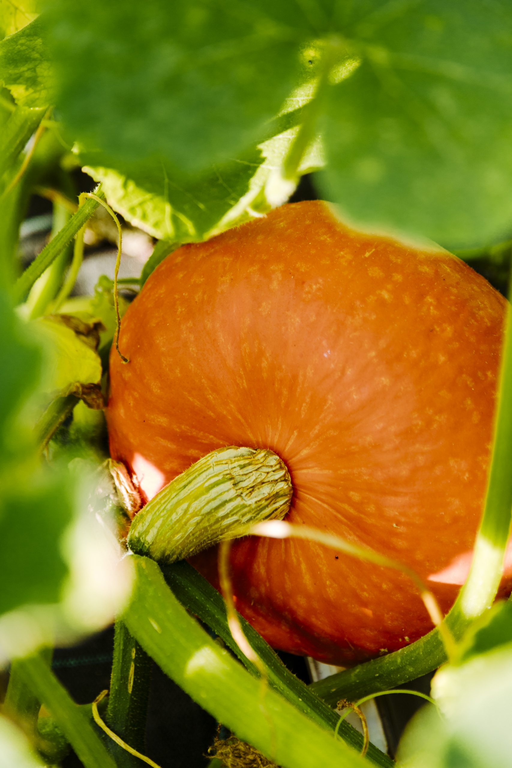 Kürbis Gartenbau Grabfeld Hofverkauf