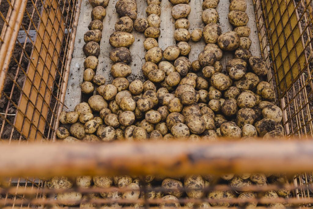 Kartoffeln Ernte Gartenbau Grabfeld