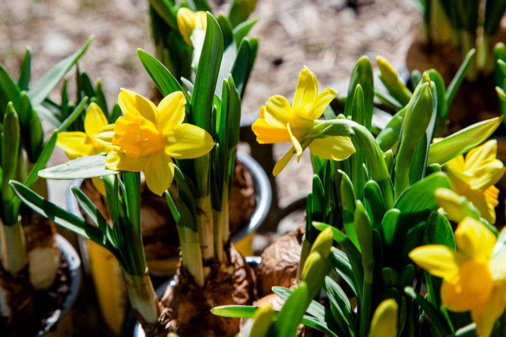 pflanzen, floristik, blumenladen, südthüringen, gartenland