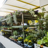 Markt Gemüseverkauf regional Anbau